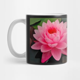 vibrant pink water lily on still water Mug